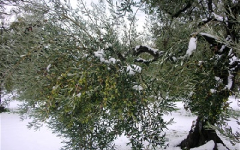 foto albero con neve