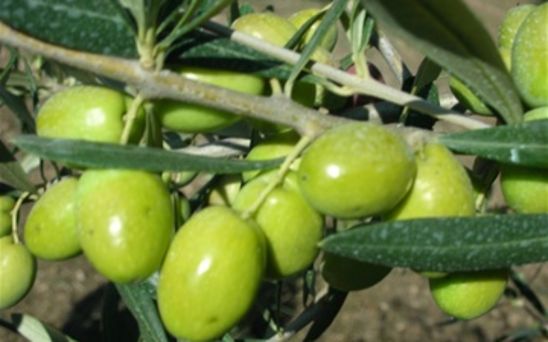 foto olive da vicino